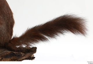 Squirrel  2 tail 0006.jpg